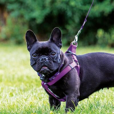 Bold gepolsterte Leine von Doodlebone® mit Hund