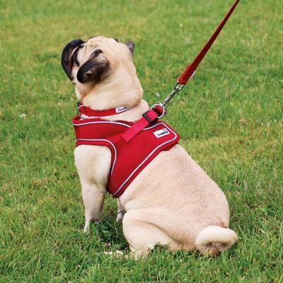 Rotes Snappy Geschirr von Doodlebone® mit Hund