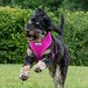 Pinkes Geschirr Airmesh von Doodlebone® an spielfreudigem Hund