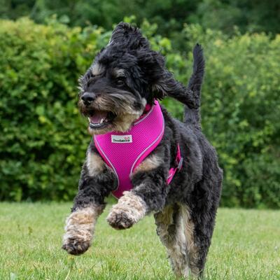 Pinkes Geschirr Airmesh von Doodlebone® an spielfreudigem Hund