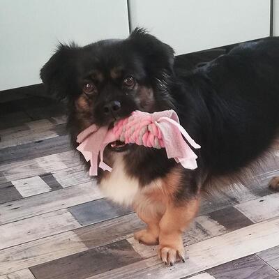 Pinkes Little Rascals Fleece Seilspielzeug von Happy Pet im Spiel mit Hund