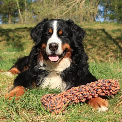 Hund mit Nuts for Knots Extreme Knochen von Happy Pet