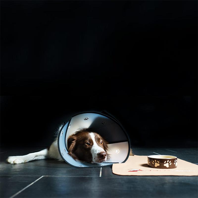 Hund liegend mit Pet Airs Halskrause von Animalsilver
