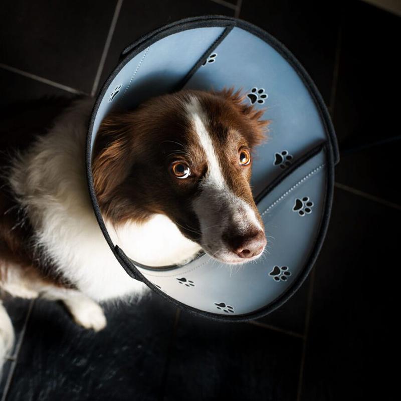 Hund mit Pet Airs Halskrause von Animalsilver nach oben schauend
