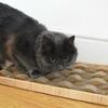 Waves Katzenkratzer von Happy Pet im wellenförmigen Design bearbeitet und bespielt von einer schwarzen Katze
