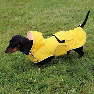 Dackel angezogen mit der gelben Mac-in-a-Pack Regenjacke von Doodlebone®