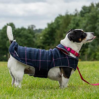 Hund mit blauer Tweedy-Hundejacke (Wendejacke) von Doodlebone®