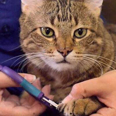 Sicherste Krallenschere für Zuhause ZenClipper von PerAnimal in den Größen XXS bis XXL in Gebrauch an Katzenpfote