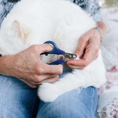 Sicherste Krallenschere für Zuhause ZenClipper von PerAnimal in den Größen XXS bis XXL in Gebrauch an Hundepfote von weißem Hund