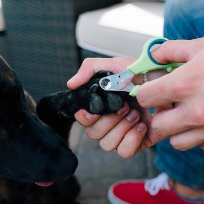 Sicherste Krallenschere für Zuhause ZenClipper von PerAnimal in den Größen XXS bis XXL in Gebrauch an Hundepfote von schwarzem Hund Detailaufnahme