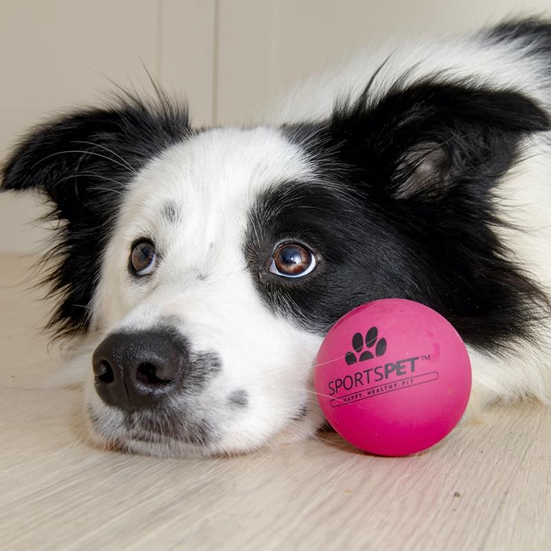 Einzelner pinker AIRBALL 70 mm Ø von SPORTSPET mit schwarz weißem Hund