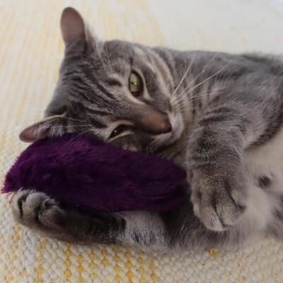 4cats Plüsch Kollektion Herz mit Katze