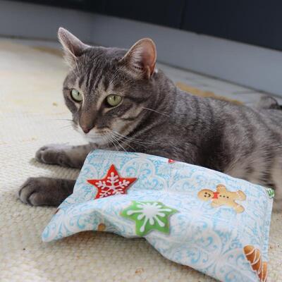 Katze mit X-Mas Raschelkissen von 4cats