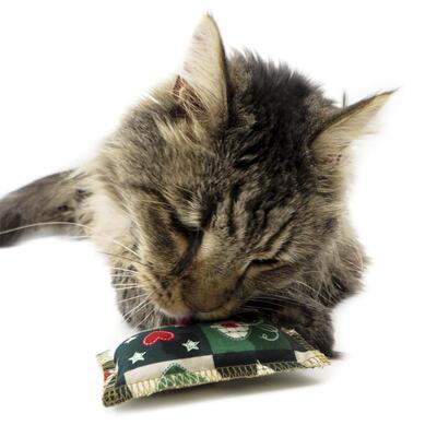 Kater Carlos mit X-Mas Schmusekissen von 4cats