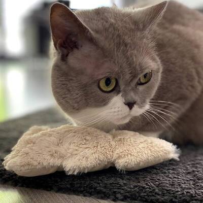 4cats Fluffy Tannenbaum mit Katze 2