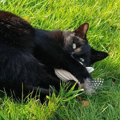 4cats-Nature-Line-mit-Katze_1