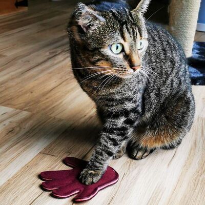 Katze mit 4cats Couples Kollektion Spielzeug Katzenkissen Fuss