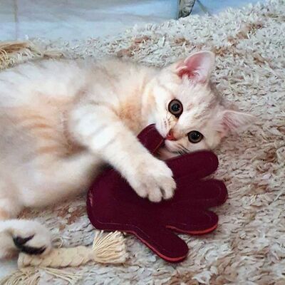 Katze spielt mit 4cats Couples Kollektion Spielzeug Katzenkissen Hand