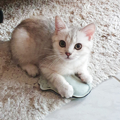 Liegende Katze hält Katzenspielzeug in Form von einem Fuß mit den Vorderpfoten am Boden fest