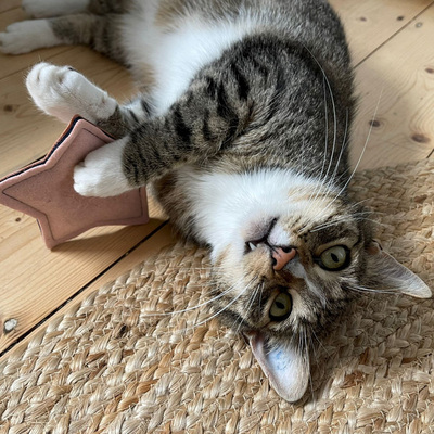 Seitlich auf dem Rücken liegende Katze hält Katzenspielzeug in Form eines rosa Sterns in den Vorderpfoten
