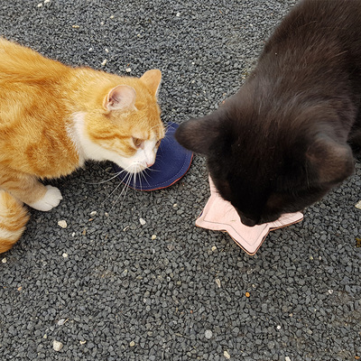 Zwei Katzen schnuppern an Katzenspielzeugen in Form eines rosa Sterns und blauen Kreises