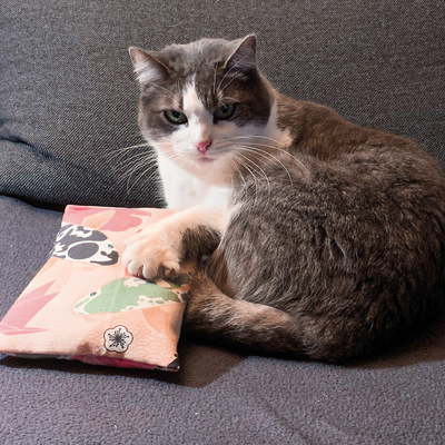 Sitzende Katze hält Raschelkissen aus der 4cats Japan-Kollektion mit der Pfote fest