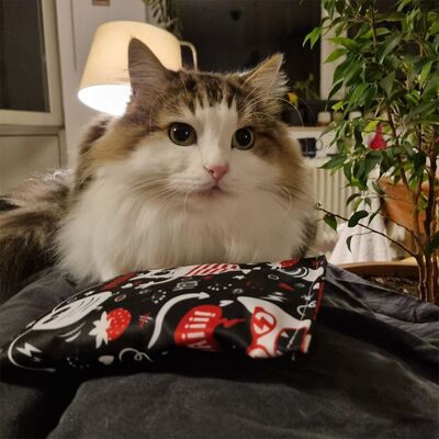 4cats Katzenspielzeug Crazy Raschelkissen Katze Charly Sofa