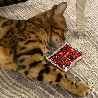 4cats Katzenspielzeug Crazy Schmusekissen Katze liegt