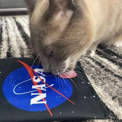 4cats Katzenspielzeug Space Kollektion Raschelkissen Katze schleckt ab