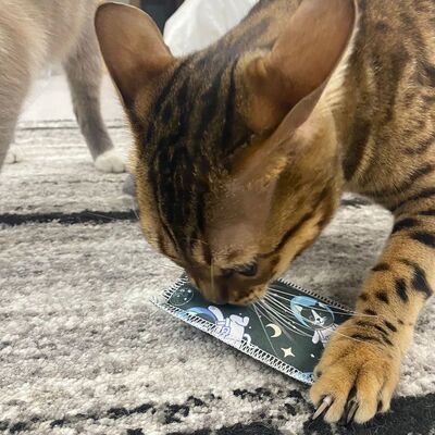 4cats Katzenspielzeug Space Kollektion Schmusekissen mit Katze Spiel