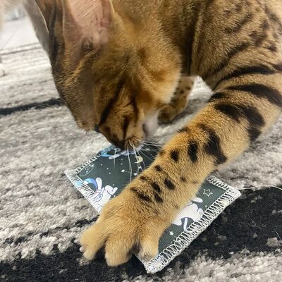 4cats Katzenspielzeug Space Kollektion Schmusekissen mit Katze beißt