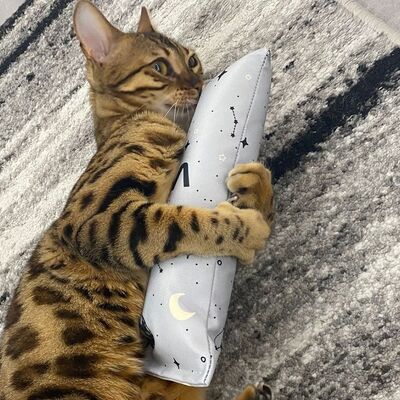 4cats Katzenspielzeug Space Kollektion Spielrolle Haustiger liegend