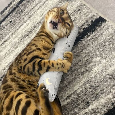 4cats Katzenspielzeug Space Kollektion Spielrolle Haustiger in action