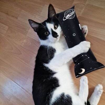 4cats Katzenspielzeug Space Kollektion Spielrolle Katze liegend