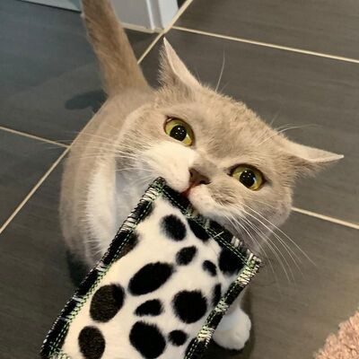 4cats Katzenspielzeug Wildlife Schmusekissen mit Katze