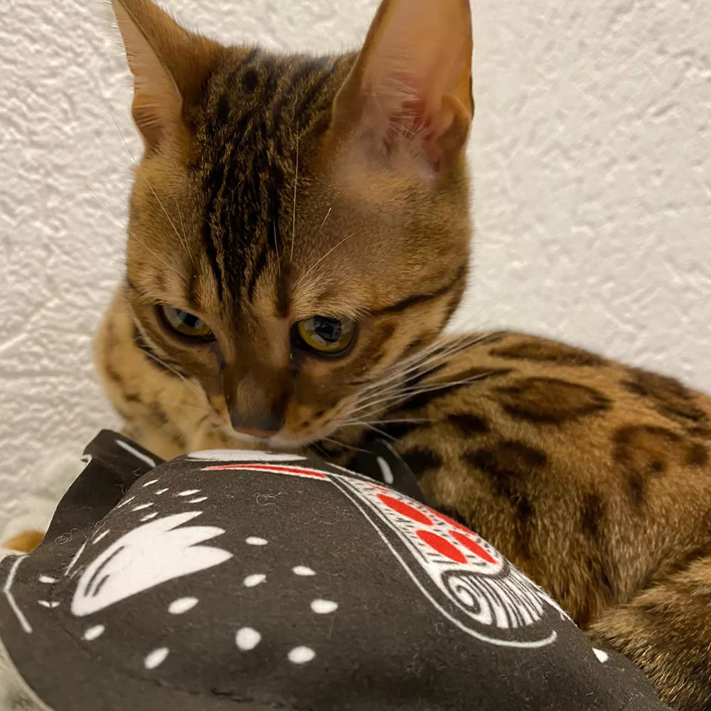 Katze schnuppert an Katzenkissen aus der 4cats Crazy-Kollektion