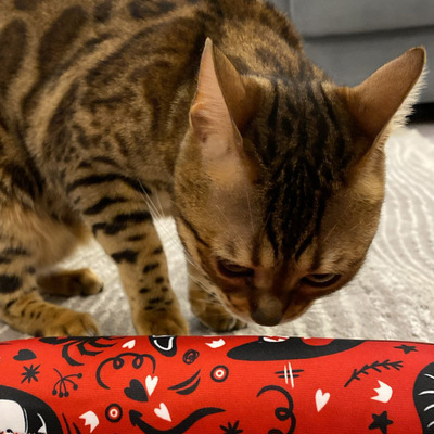 Katze beschnuppert Spielrolle aus der Crazy-Comic-Kollektion in rot