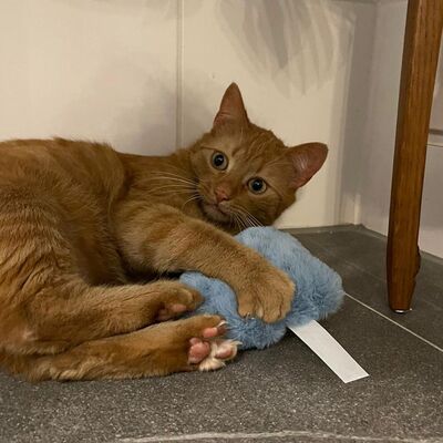 Katze spielt mit 4cats Monster Kollektion Monster blau Rueckseite