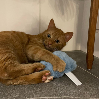 Liegende Katze hält Katzenkissen im Design blaues Monster in allen vier Pfoten