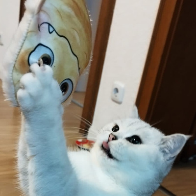 Katze streckt sich hoch und greift mit beiden Pfoten nach Katzenkissen im Design gelbes Monster