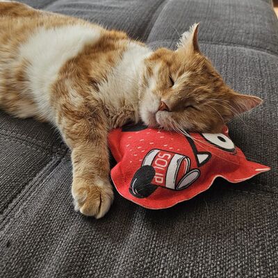 4cats Katzenspielzeug Crazy Soup Katze auf Sofa