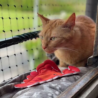 4cats Katzenspielzeug Maritim Hummer mit Katze