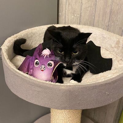 4cats Katzenspielzeug Halloween Fledermaus mit Katze w