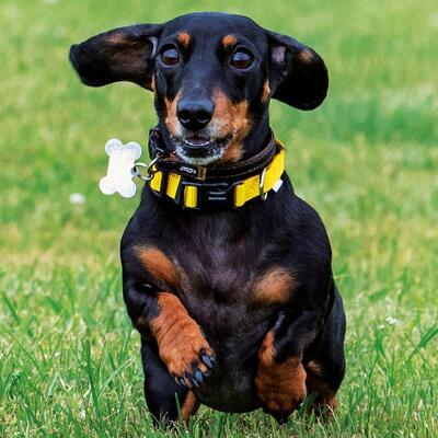 Doodlebone Bold - Hund mit Halsband