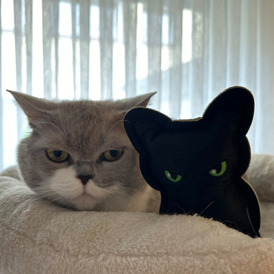 Katze liegt neben dem Katzenspielzeug in Katzenform und schaut genauso böse wie die Halloweenkatze