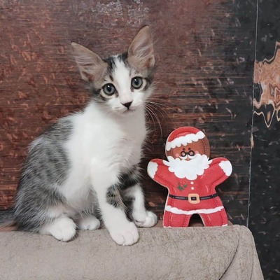 Katzenspielzeug 4cats X-Mas Lebkuchen-Weihnachtsmann neben junger Katze auf Sofa