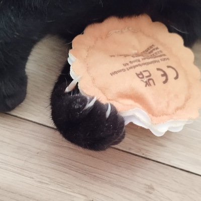 Pfote einer schwarzen Katze hält mit ihren Krallen ein Katzenspielzeug in Form eines Keks fest