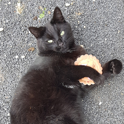 Auf der Seite liegende Katze hält Katzenspielzeug in Form eines Keks mit beiden Pfoten fest