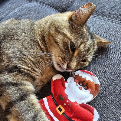 Katze liegt neben Katzenspielzeug aus Stoff in Form eines Lebkuchen-Weihnachtsmanns und hält es mit Pfote fest