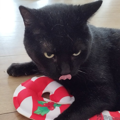 Liegende Katze hält Pfote auf Katzenspielzeug in Form einer großen Zuckerstange und leckt daran